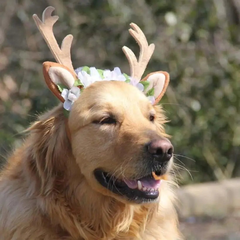 Reindeer Cap